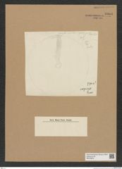 Diatomeae indet. Zeichnungen Sammlung Grunow Nr. 8983 (NHMW-BOT-W0378679)